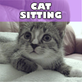 Cat Sitting